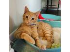 Adopt Quarry a Orange or Red Tabby Domestic Shorthair / Mixed (short coat) cat