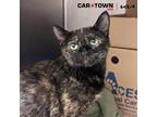 Adopt Tulip a Domestic Shorthair / Mixed cat in Lexington, KY (41302401)