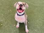 Adopt Big Poppa a White American Pit Bull Terrier / Mixed dog in Phoenix