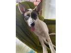 Adopt Harlow a White Australian Shepherd / Husky / Mixed dog in Fresno