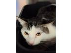 Adopt Patches a White Domestic Mediumhair / Domestic Shorthair / Mixed cat in
