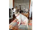 Adopt Saucy IN FOSTER a White Terrier (Unknown Type, Small) / Mixed dog in New