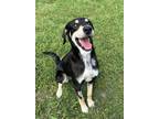 Adopt MJ a Black German Shepherd Dog / Mixed dog in Gainesville, TX (41289292)