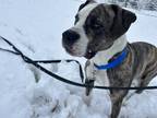 Adopt Kodak a Brindle - with White American Pit Bull Terrier / Mixed dog in