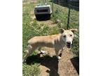 Adopt ROMAN a Tan/Yellow/Fawn - with White Husky / Mixed dog in Chico
