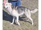 Adopt 24-0004/K9 a White German Shepherd Dog / Siberian Husky dog in Atlantic