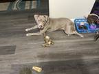 Adopt Onyx a Tan/Yellow/Fawn American Pit Bull Terrier / Mixed dog in Savannah