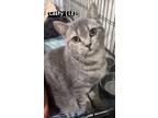Adopt Lastly a Domestic Shorthair cat in Annapolis, MD (41319802)