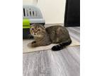 Adopt Triply a Scottish Fold cat in Annapolis, MD (41319800)