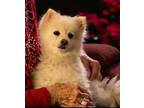 Adopt Yappy Baby a White Pomeranian / Mixed dog in Uvalda, GA (41319866)