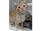 Adopt Henry a Orange or Red Domestic Shorthair / Domestic Shorthair / Mixed cat