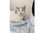 Adopt Eddie a White Domestic Shorthair / Domestic Shorthair / Mixed cat in