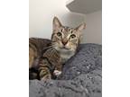 Adopt Becky a White Domestic Shorthair / Domestic Shorthair / Mixed cat in