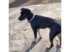 Adopt Max a Black - with Tan, Yellow or Fawn Black and Tan Coonhound dog in