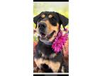 Adopt Eclipse a Black - with Tan, Yellow or Fawn Rottweiler / Doberman Pinscher