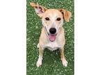 Adopt Dawn a Red/Golden/Orange/Chestnut Mixed Breed (Medium) / Mixed dog in