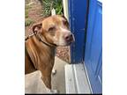 Adopt Diesel a Red/Golden/Orange/Chestnut Mixed Breed (Large) / Mixed dog in