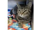 Adopt Murphy a Brown or Chocolate Domestic Shorthair / Domestic Shorthair /