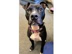 Adopt Frazier a Black American Pit Bull Terrier / Mixed Breed (Medium) / Mixed
