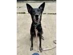 Adopt Raya a Black Shepherd (Unknown Type) / Mixed Breed (Medium) / Mixed (short