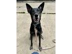 Adopt Raya a Black Shepherd (Unknown Type) / Mixed dog in Indianapolis
