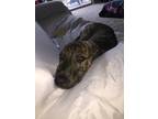 Adopt Mia a Brindle Mountain Cur / Mixed dog in Austin, TX (40929684)