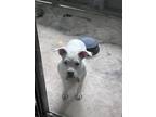 Adopt Mama a White Boxer / Terrier (Unknown Type, Small) / Mixed dog in San
