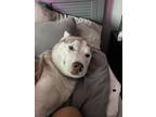 Adopt Drakeo a White Husky / Mixed dog in Sacramento, CA (41319500)