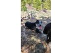 Adopt Pistol a Black - with White Bearded Collie / Australian Cattle Dog / Mixed