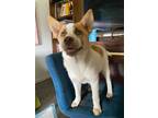 Adopt Piper a White Australian Shepherd / Husky / Mixed (short coat) dog in