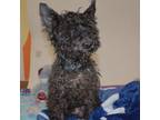 Adopt 84738 Angus a Black Scottie, Scottish Terrier / Mixed dog in Spanish Fork