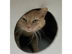 Adopt Lu Lu a Tan or Fawn Domestic Shorthair / Domestic Shorthair / Mixed cat in