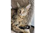 Adopt Cheerio a Tortoiseshell Domestic Shorthair / Mixed (short coat) cat in