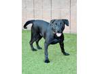 Adopt Bowser/bomboloni a Labrador Retriever / Mixed dog in Canton, GA (41297472)