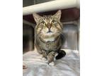 Adopt Rumble a Brown Tabby Tabby (short coat) cat in Seville, OH (41279962)