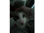 Adopt Tofu noodle a Gray, Blue or Silver Tabby American Shorthair / Mixed (short