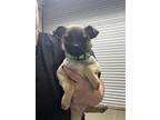 Adopt Enchilada a Tan/Yellow/Fawn - with Black Pug / Mixed dog in Richmond