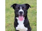 Adopt Tucker a Black Mixed Breed (Large) / Mixed dog in Atlanta, GA (41312155)