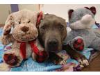 Adopt 84550 Jasmine a Merle American Pit Bull Terrier / Mixed Breed (Medium) /