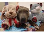 Adopt 84550 Jasmine a Gray/Blue/Silver/Salt & Pepper American Pit Bull Terrier /