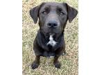 Adopt Mama a Black Basset Hound / Labrador Retriever / Mixed dog in Mexia