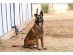 Adopt LOBO a Brown/Chocolate - with Black Belgian Malinois / Mixed dog in