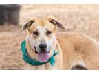 Adopt TOLBERT a Tan/Yellow/Fawn - with White Anatolian Shepherd / Mixed dog in