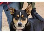 Adopt JAMES a Border Collie / Labrador Retriever / Mixed dog in Scottsdale