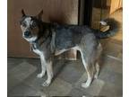 Adopt Moe a Gray/Blue/Silver/Salt & Pepper Australian Cattle Dog / Mixed dog in