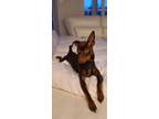 Adopt Hennessy a Brown/Chocolate Miniature Pinscher / Mixed dog in Coquitlam