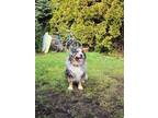 Adopt Bernie a White - with Gray or Silver Australian Shepherd / Mixed dog in
