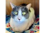 Adopt Dottie a Domestic Shorthair / Mixed (short coat) cat in Aberdeen