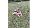 Adopt Lady a Red/Golden/Orange/Chestnut - with White American Pit Bull Terrier /