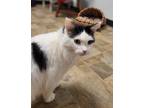 Adopt Vader a White Domestic Longhair / Mixed Breed (Medium) / Mixed (short